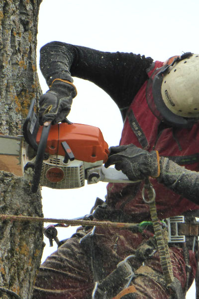 Treeworks arborist i Östersund